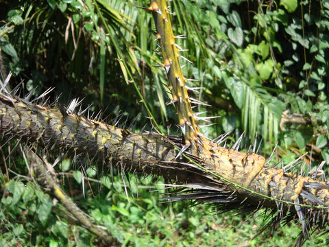 Blog: What Exactly is Rattan? - Ocean Luxe
